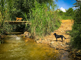 Two dogs happily exploring the grassy edges of a peaceful stream in South Bristol.
