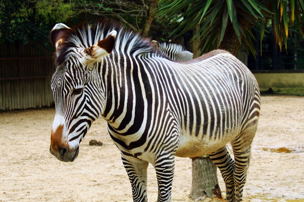 a couple of zebras stand near each other