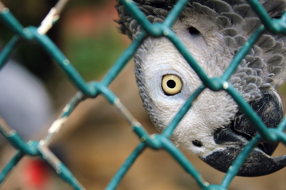 a lizard with a large eye