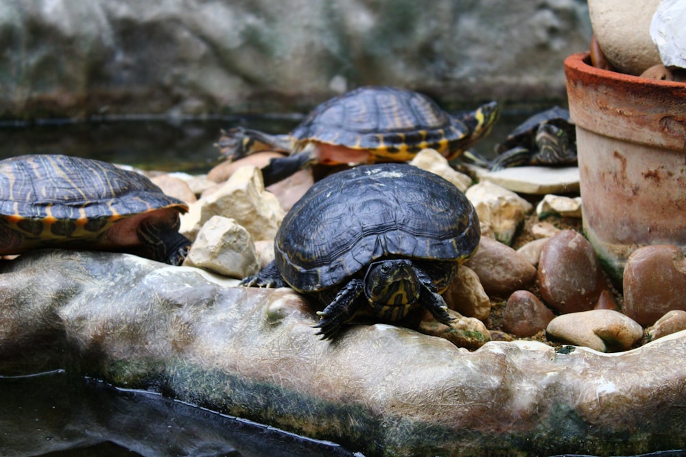 a turtle on a rock