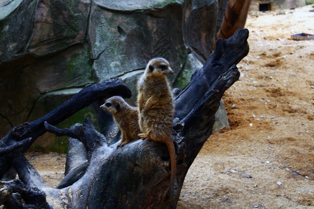 a group of animals on a tree branch