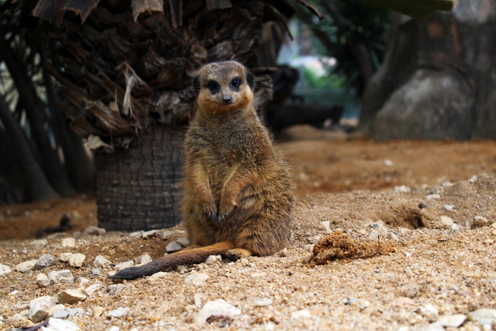 a small animal sitting on the ground