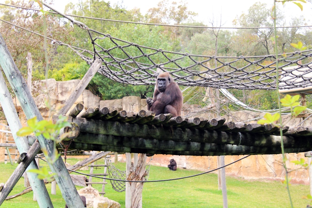 a monkey sitting on a tree branch