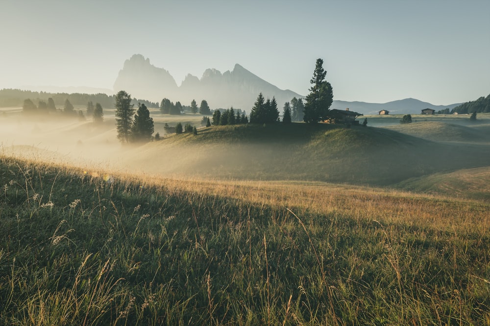 a field of grass with trees and mountains in the background