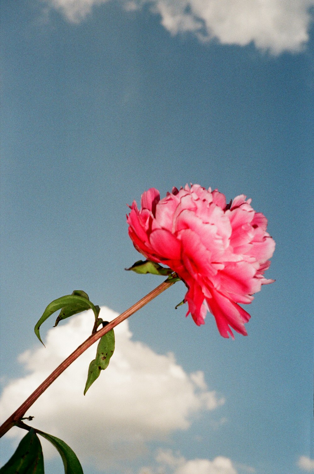 a pink rose on a branch