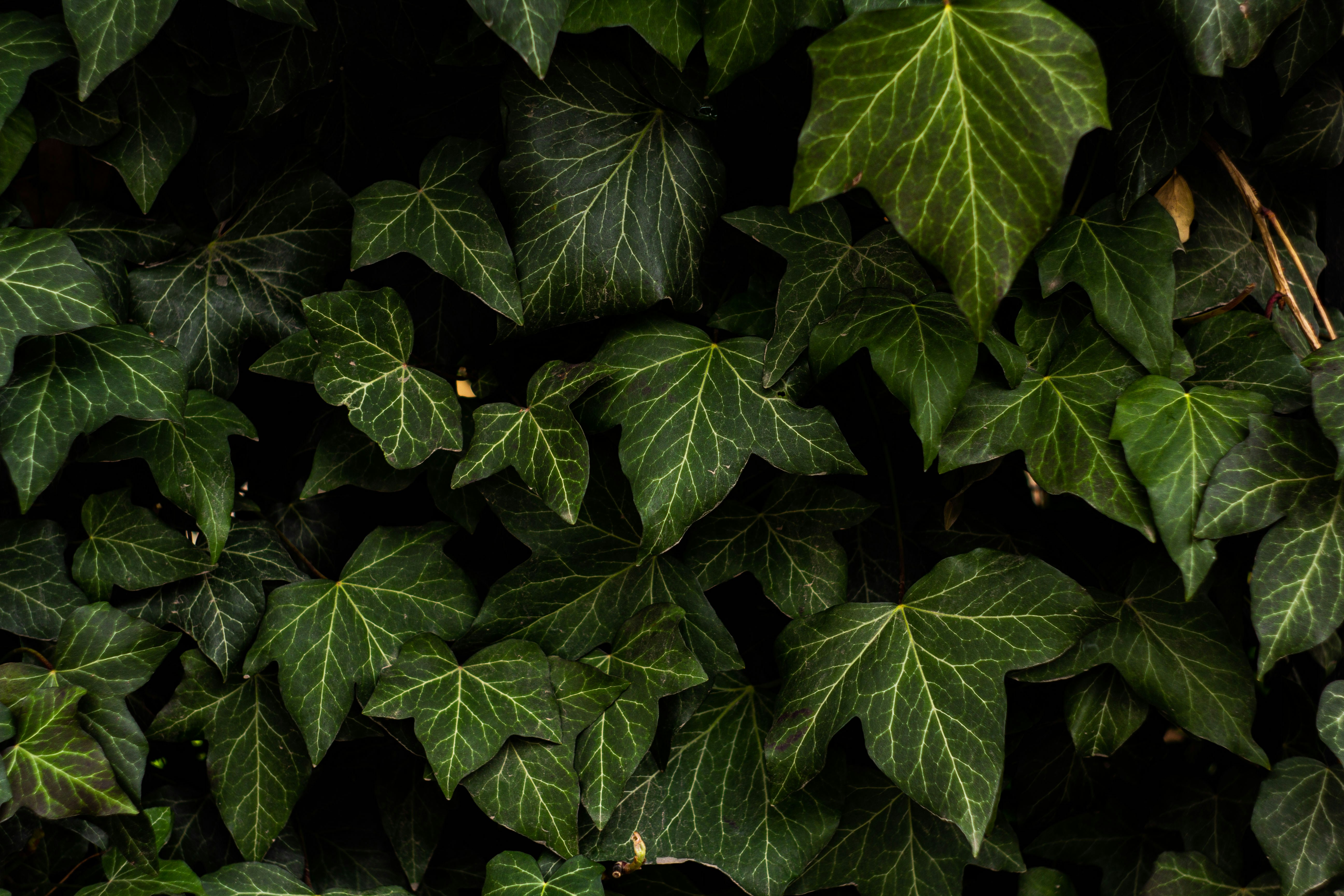 Photo by nocturnal_corvus