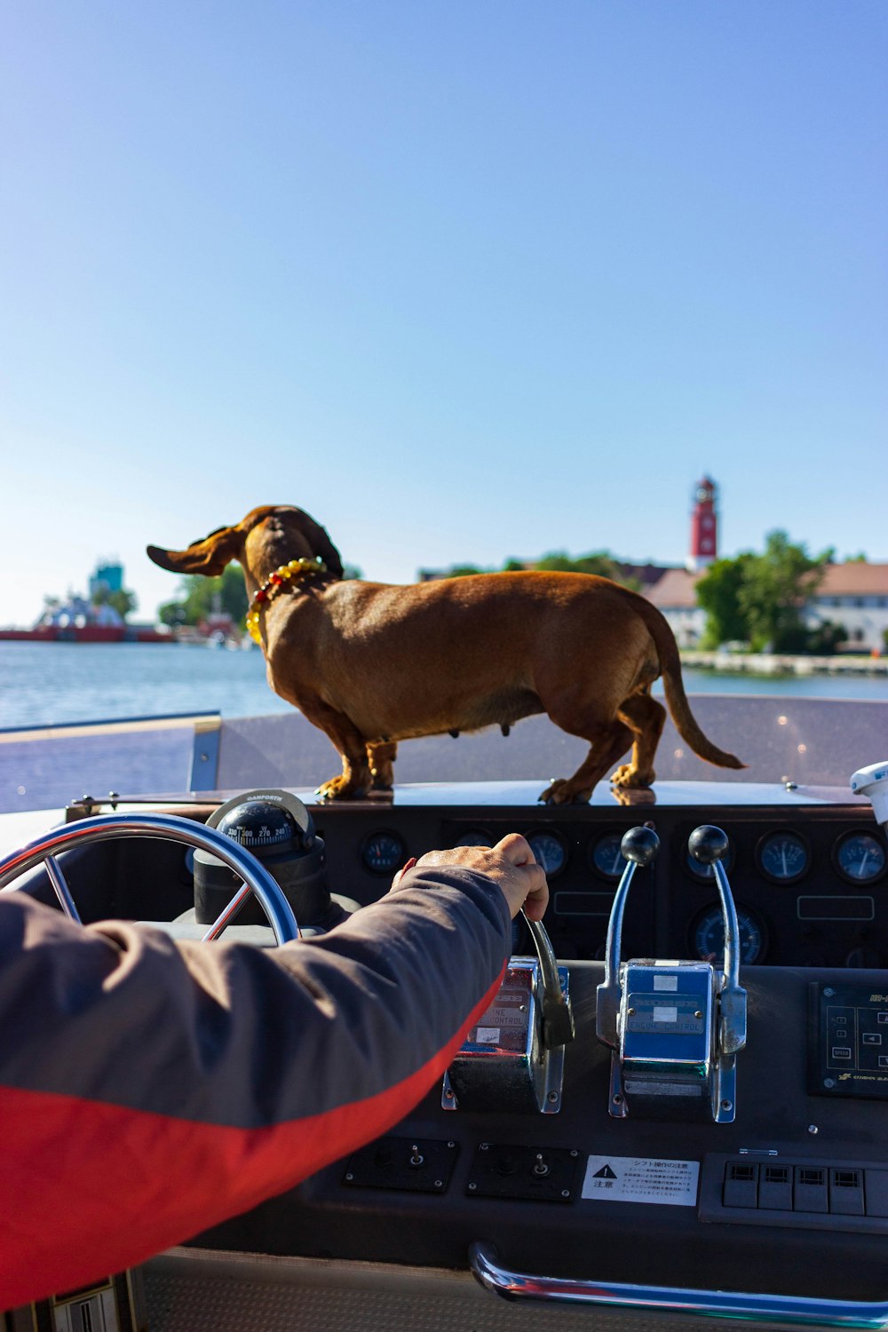 a dog on a boat