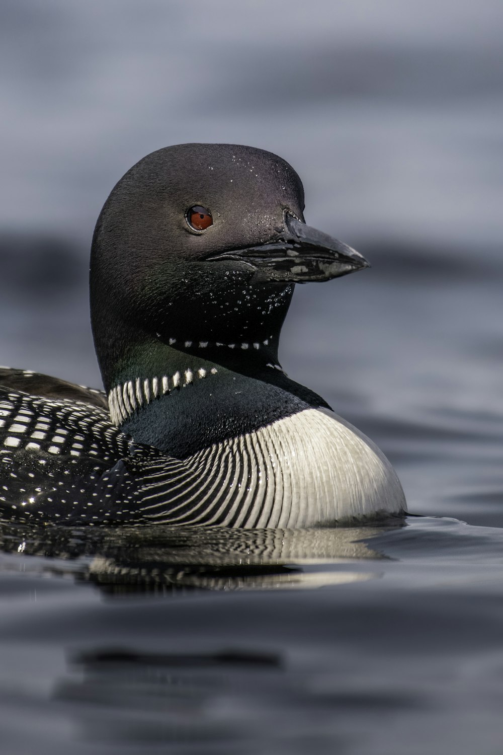 a black and white duck