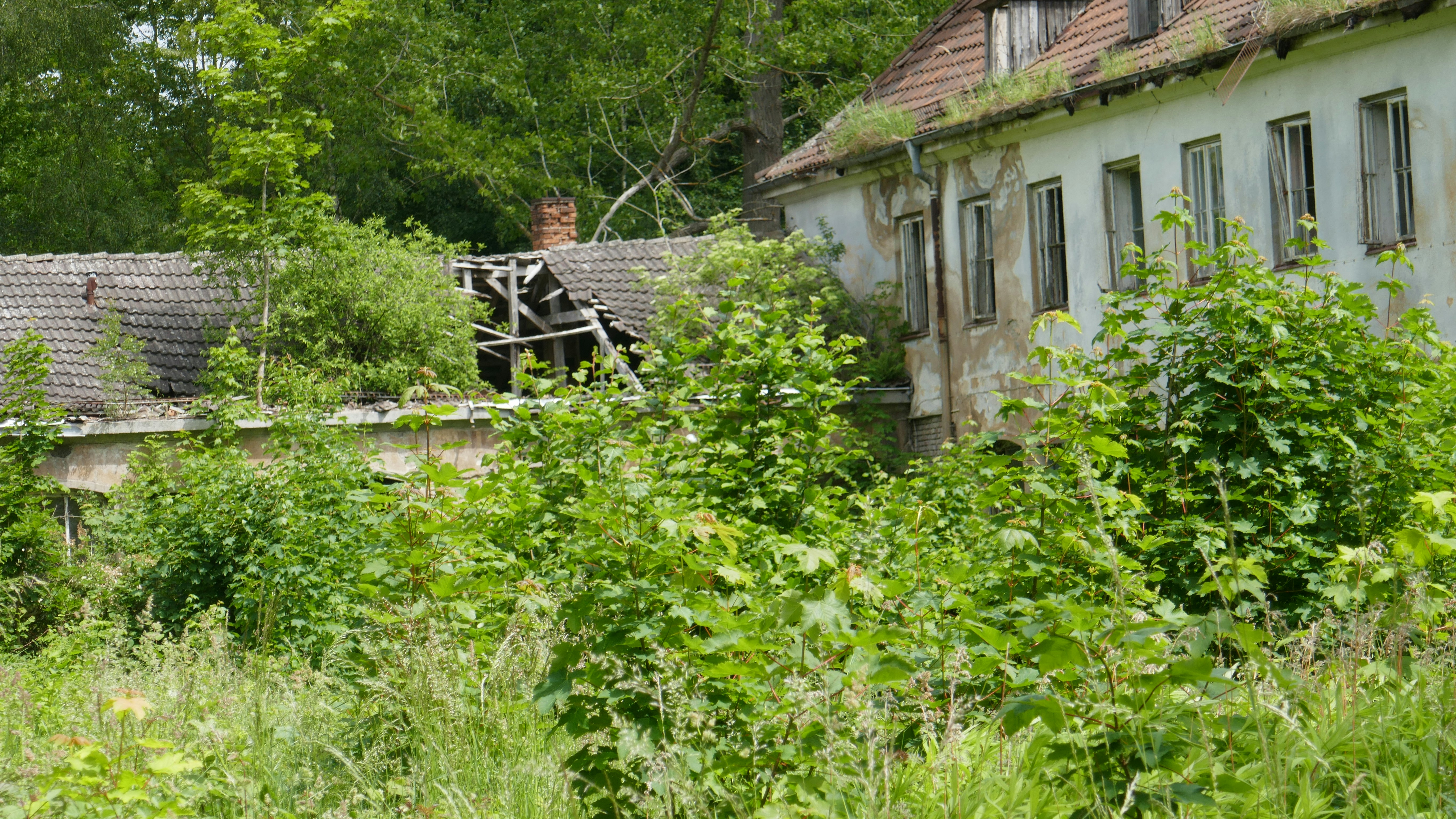 Original Gardening's image