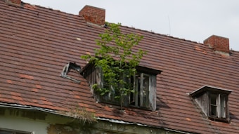 An old house with a deteriorating roof featuring brown shingles. A tree is growing out of one of the broken windows, indicating long-term neglect. Multiple chimneys are visible along the rooftop.