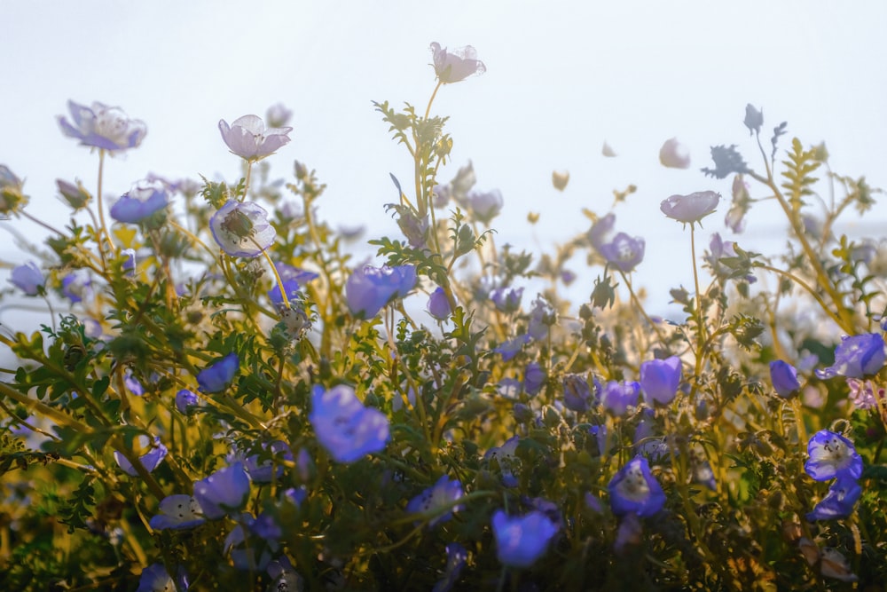 a field of flowers