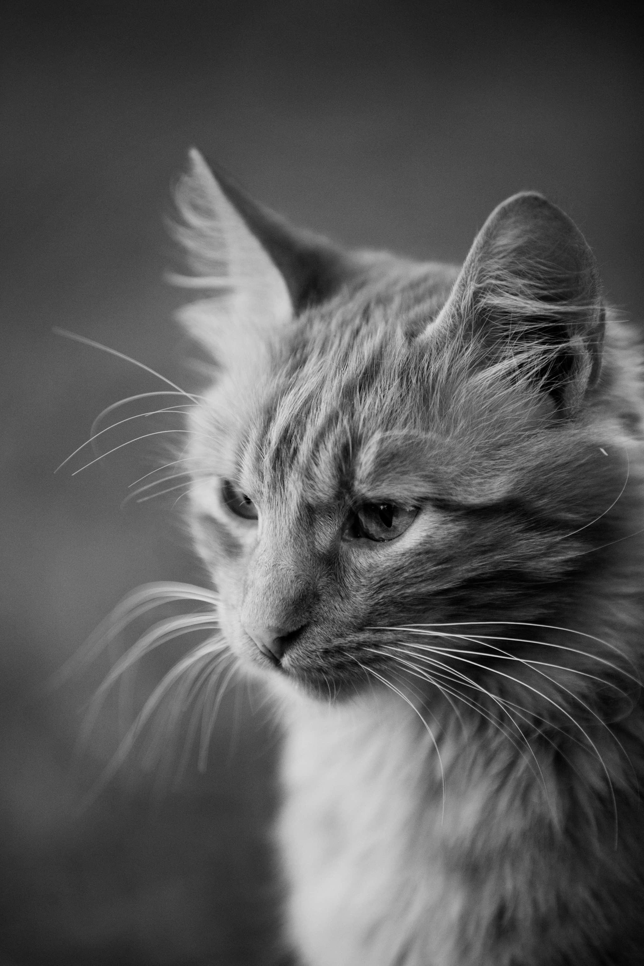 Photo by longlitsense