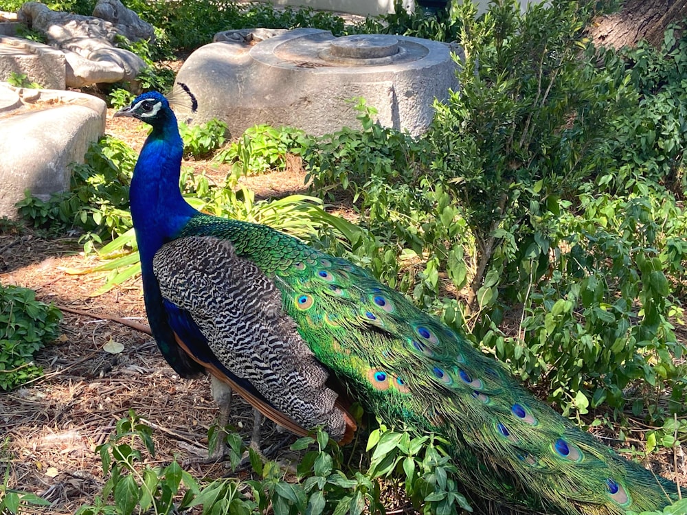 a peacock in a garden