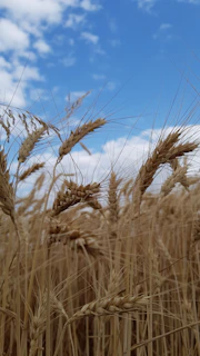 Golden wheat grains ready for export under a clear blue sky.