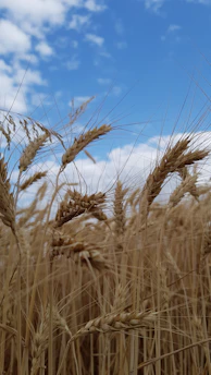 Golden wheat grains ready for export under a clear blue sky.