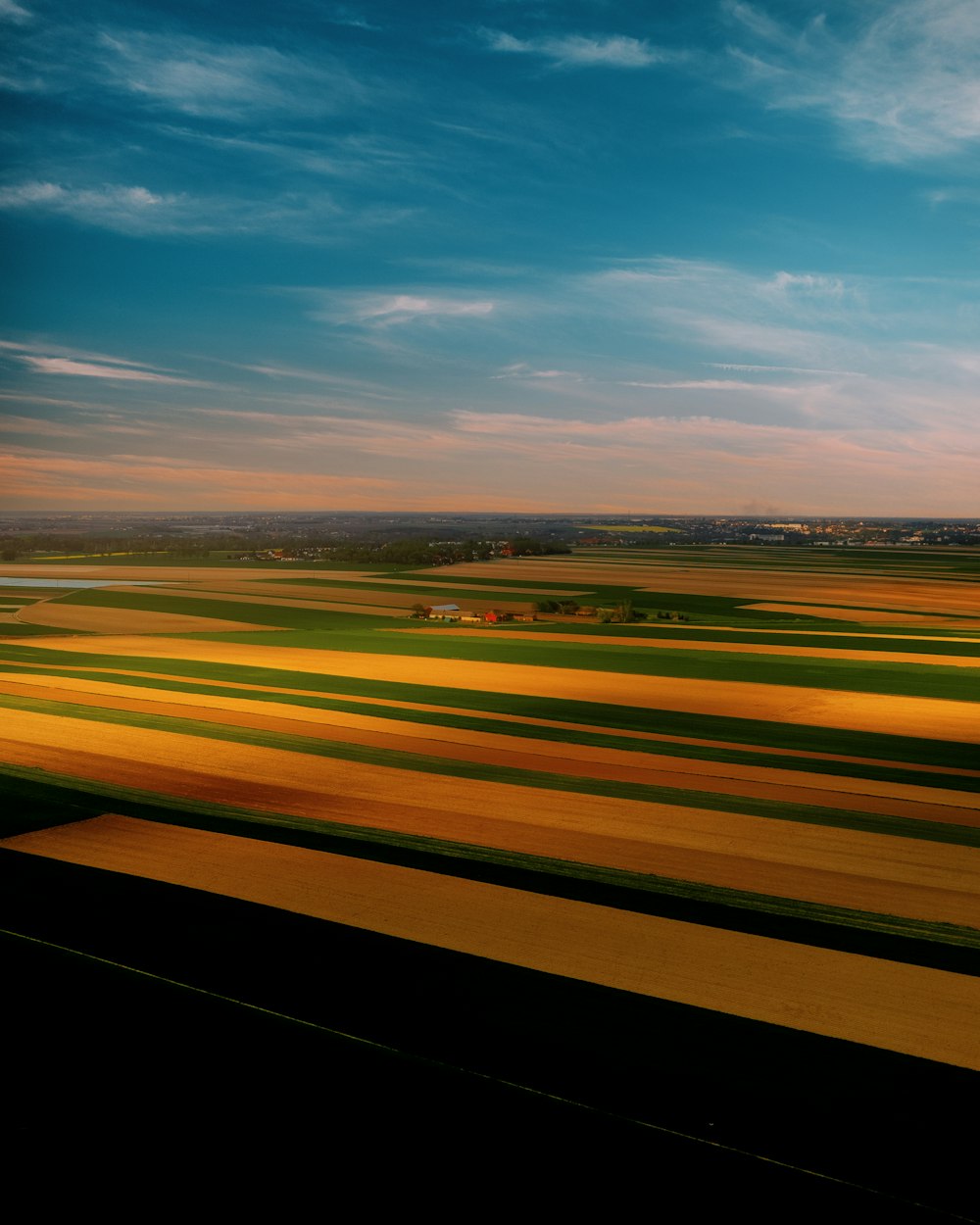 a field of yellow grass