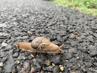 A stylized roadmap graphic illustrating upcoming snail project milestones.