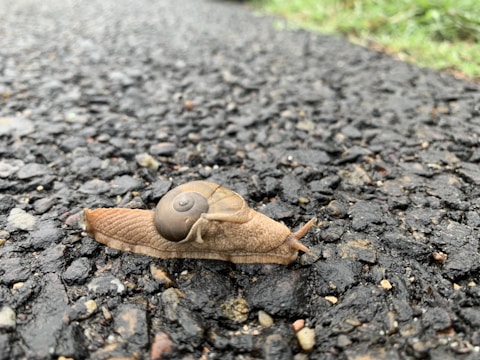 A stylized roadmap graphic illustrating upcoming snail project milestones.