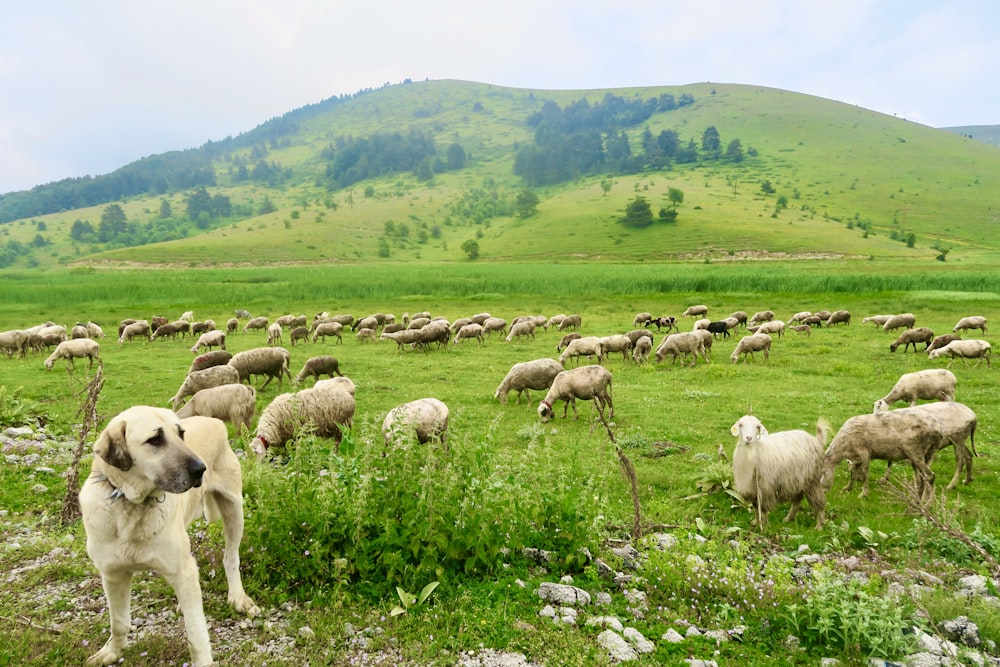 a dog herding a flock of sheep