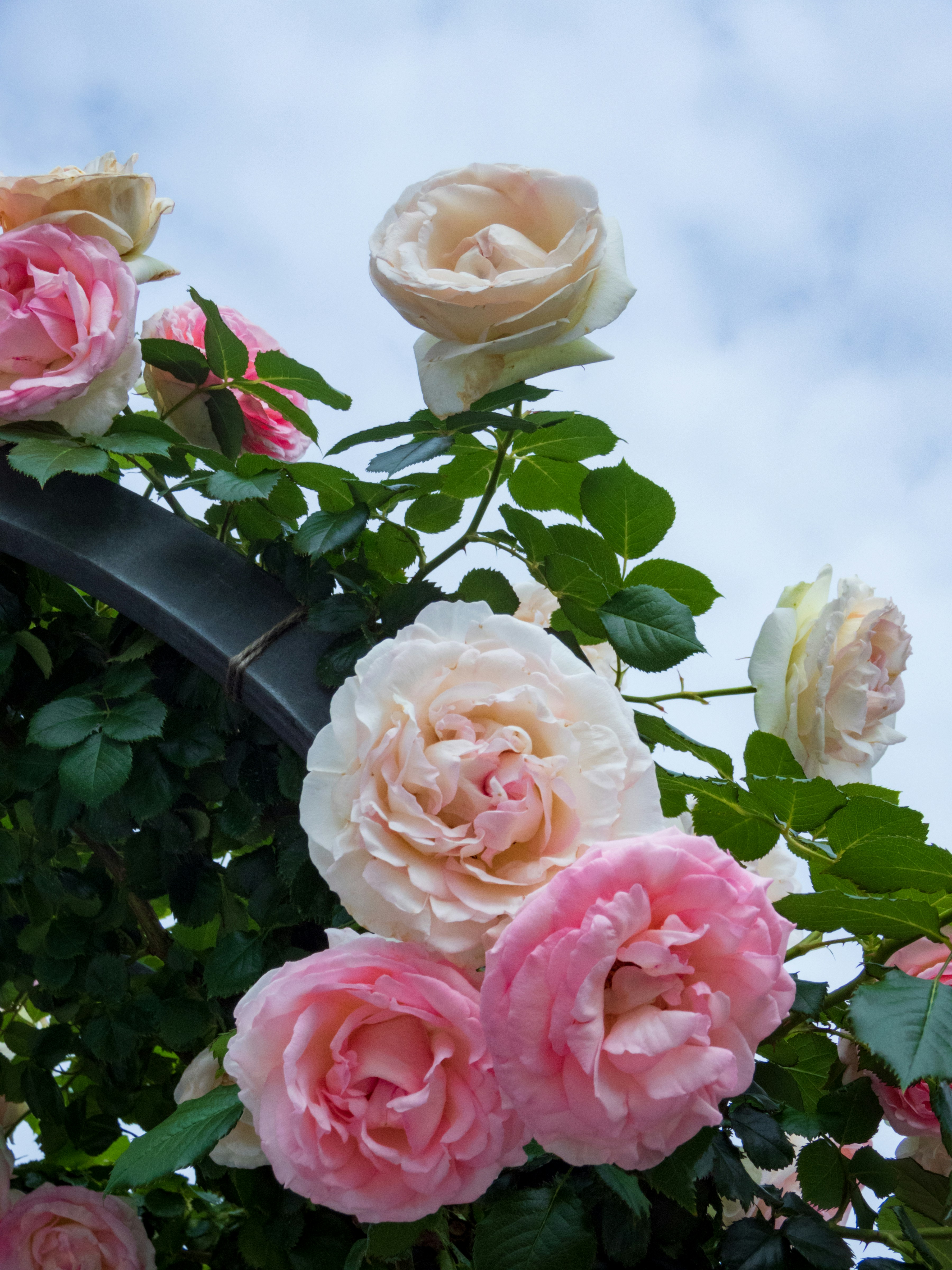 Photo by heppoko_yama