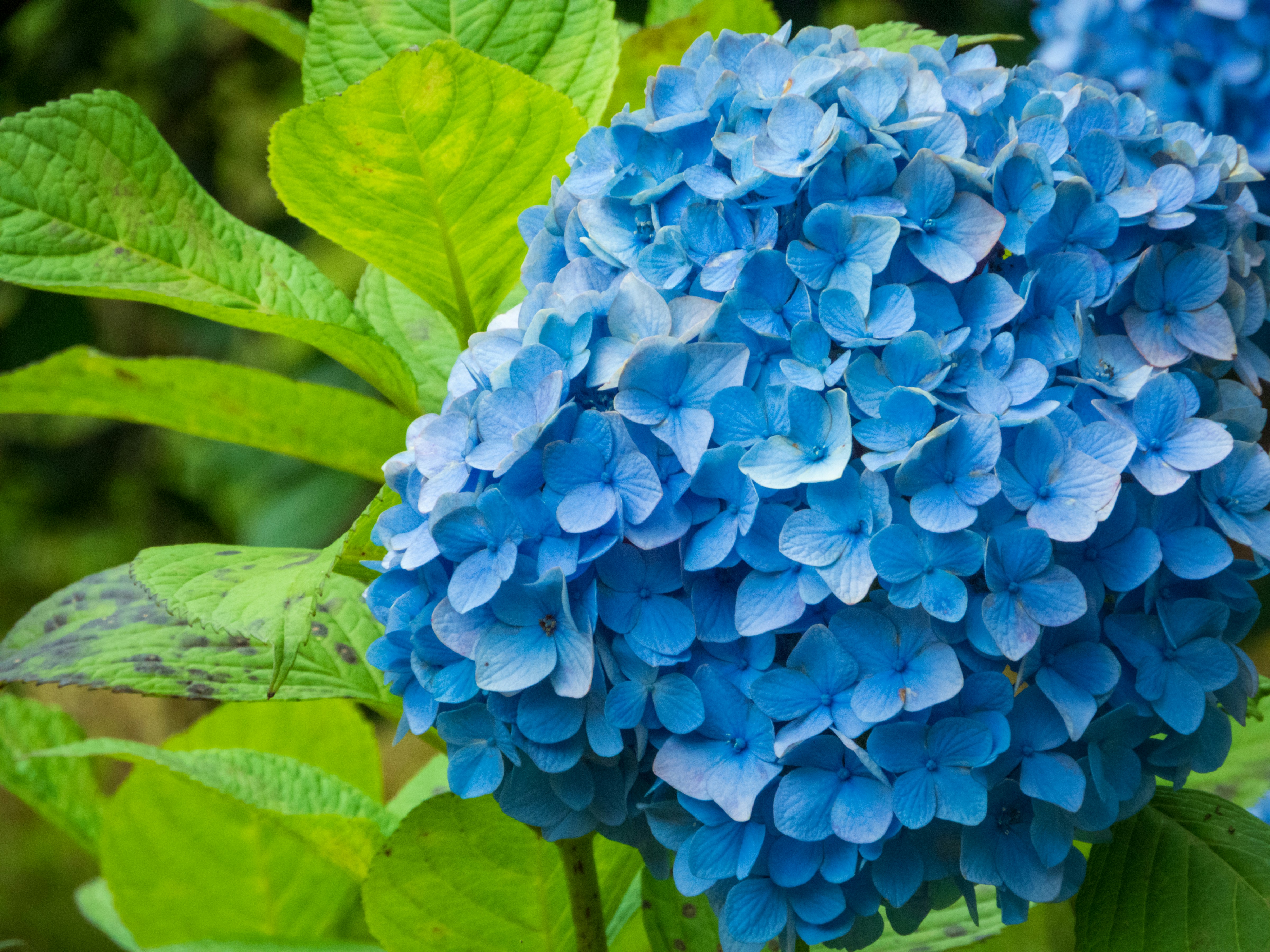 Uncurling Blues | Lagniappe, image size:3000x2250