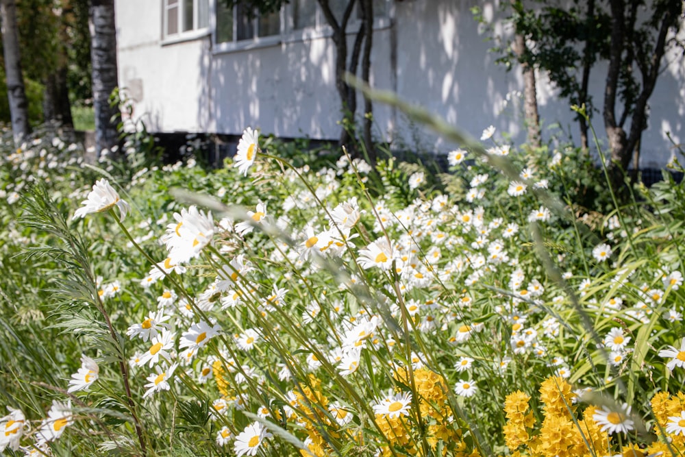 a field of flowers