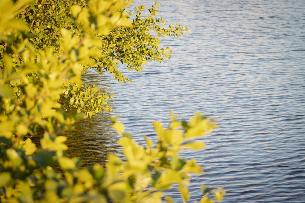 a group of yellow leaves on a tree branch