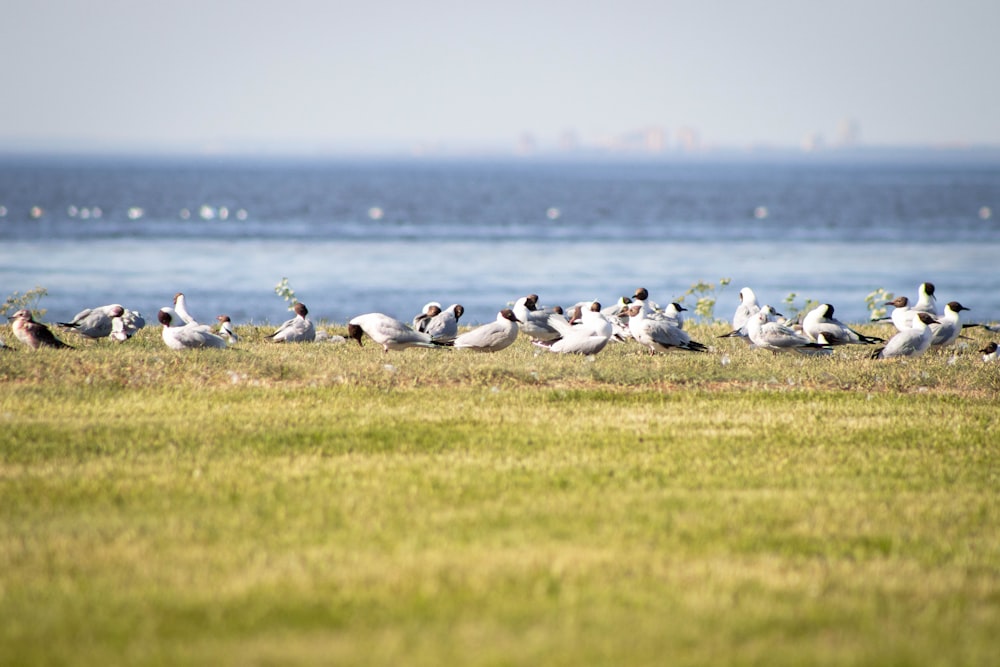 a flock of birds sitting on the grass