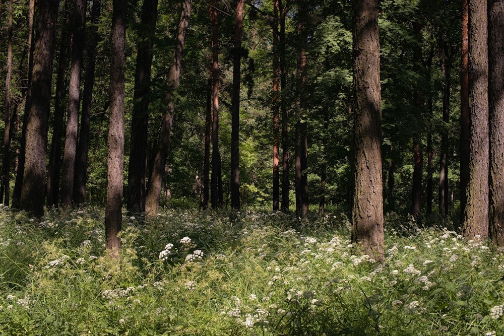 a forest of trees