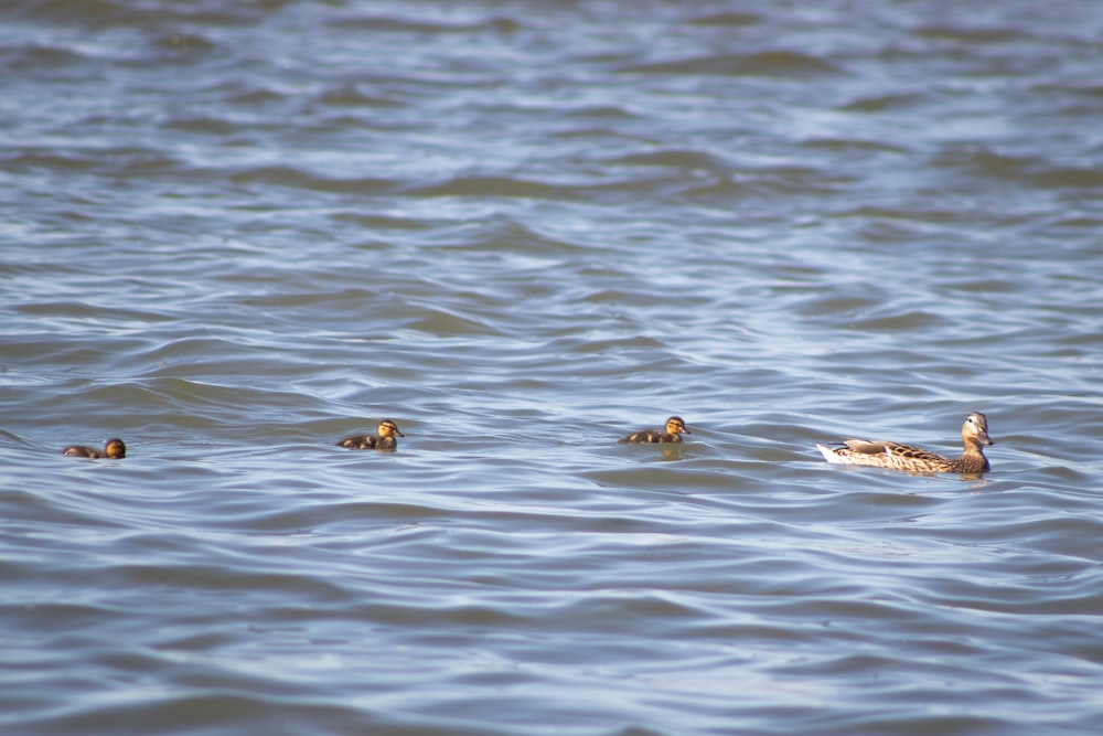 ducks swimming in water