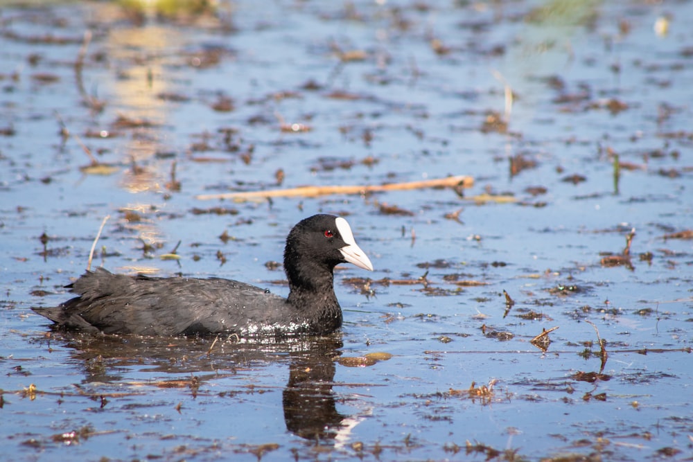 a duck swimming in water