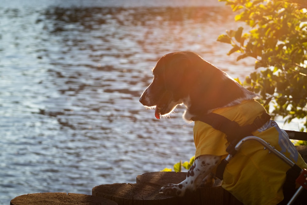 Ein Hund sitzt auf einem Felsen an einem Gewässer