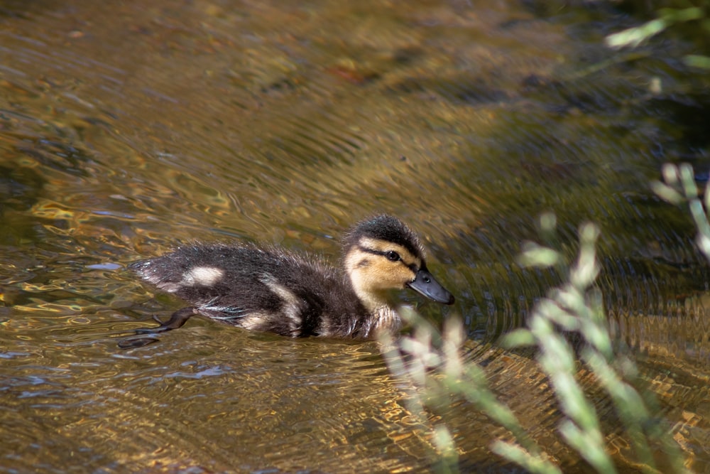 a duck swimming in water