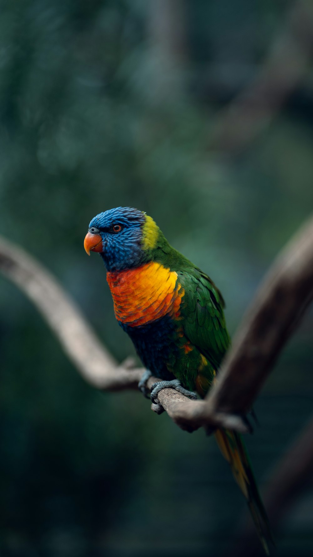 um pássaro colorido empoleirado em um galho