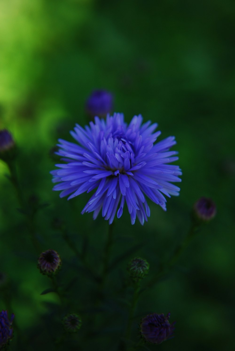 a close up of a flower