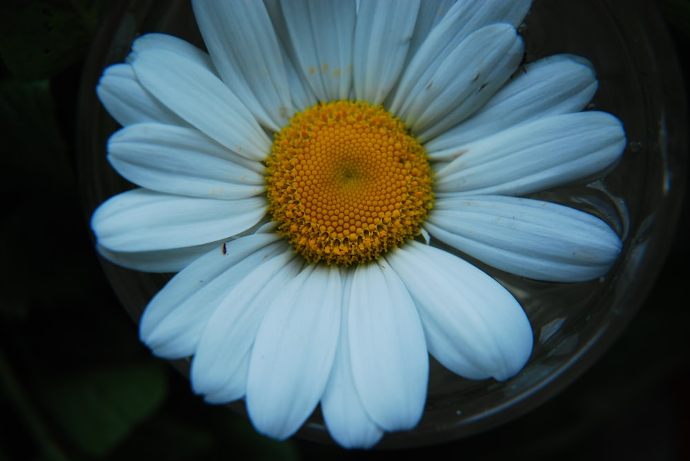 a white flower in a bowl