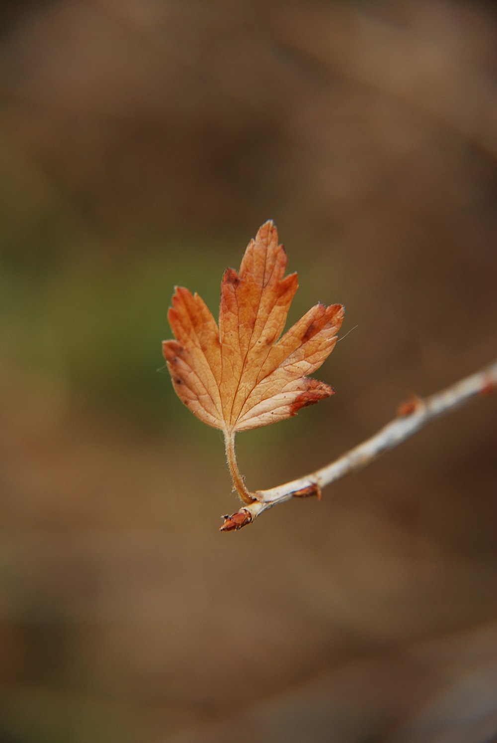 a close up of a leaf