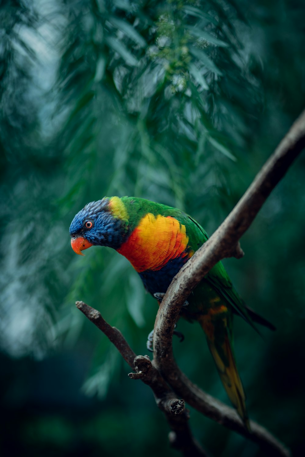 a colorful bird perched on a branch