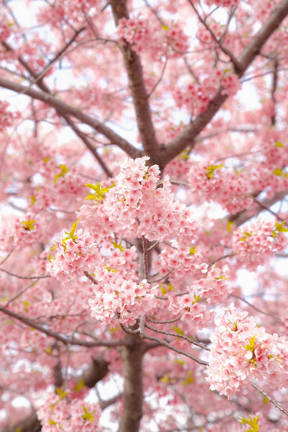 a tree with pink flowers