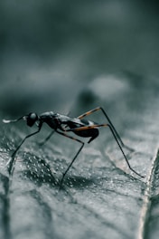 A close-up view of a small, black insect with long legs, resting on a textured, green leaf. The insect has a slender body and appears to be a type of ant or wasp.