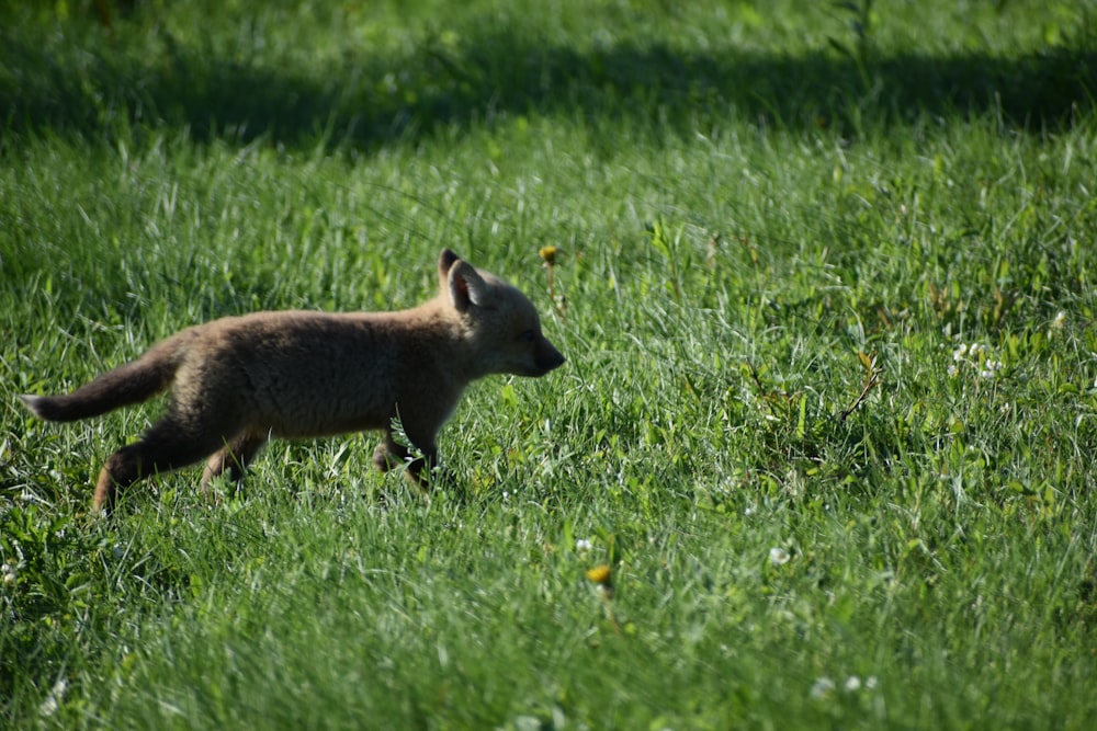 a hyena walking in the grass