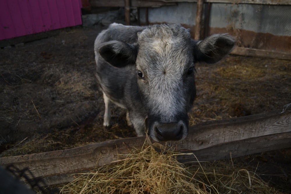 a pig in a pen