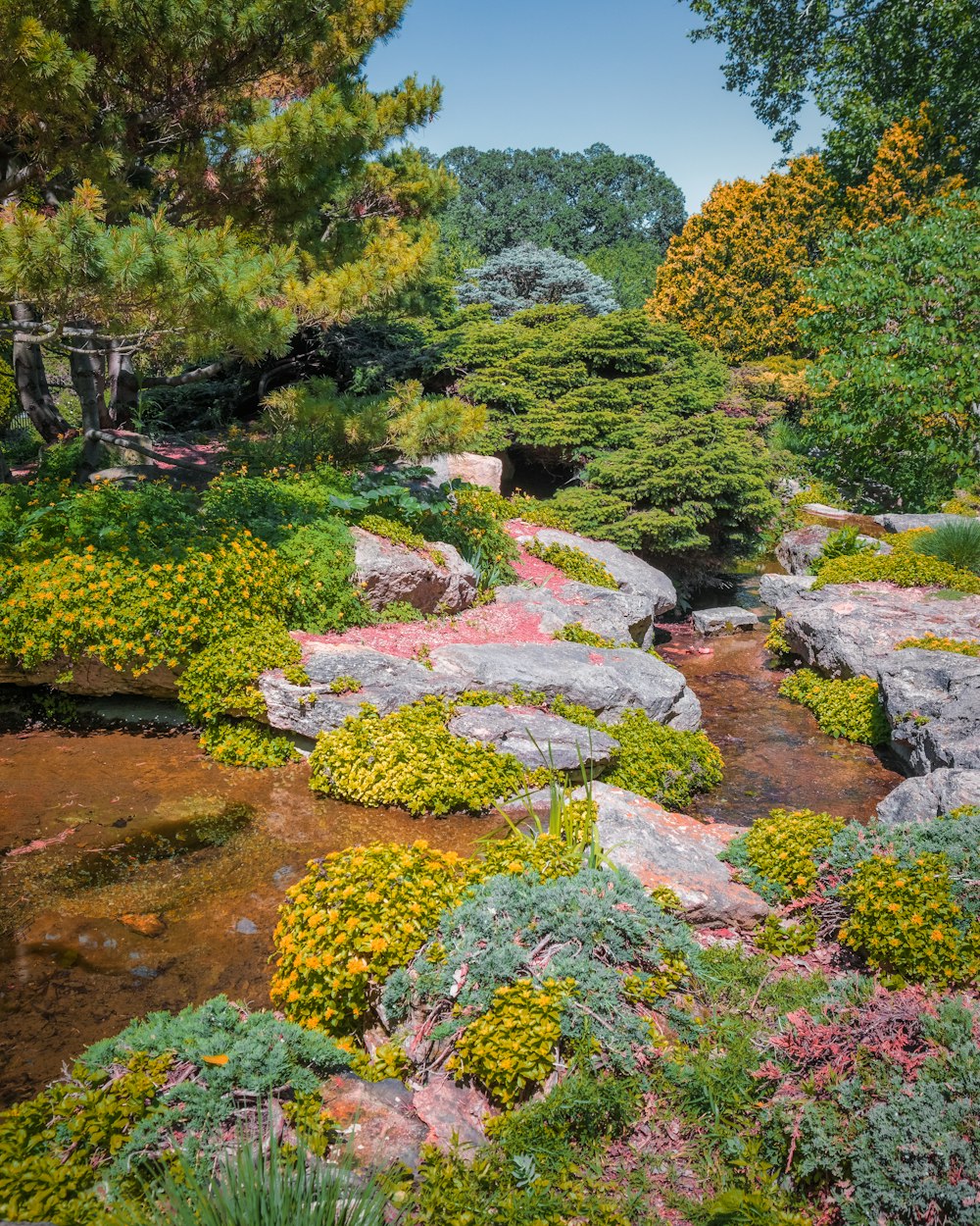 a garden with colorful flowers