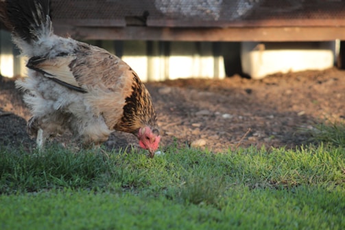 A chicken with a mix of brown, black, and white feathers is pecking at the grass. It appears to be foraging for food on a patch of green grass with a dirt area in the background. The lighting suggests a natural outdoor setting.