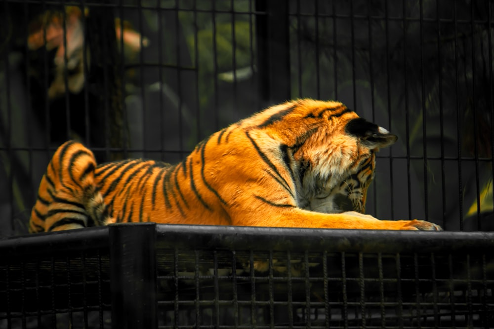 a tiger lying on a black surface