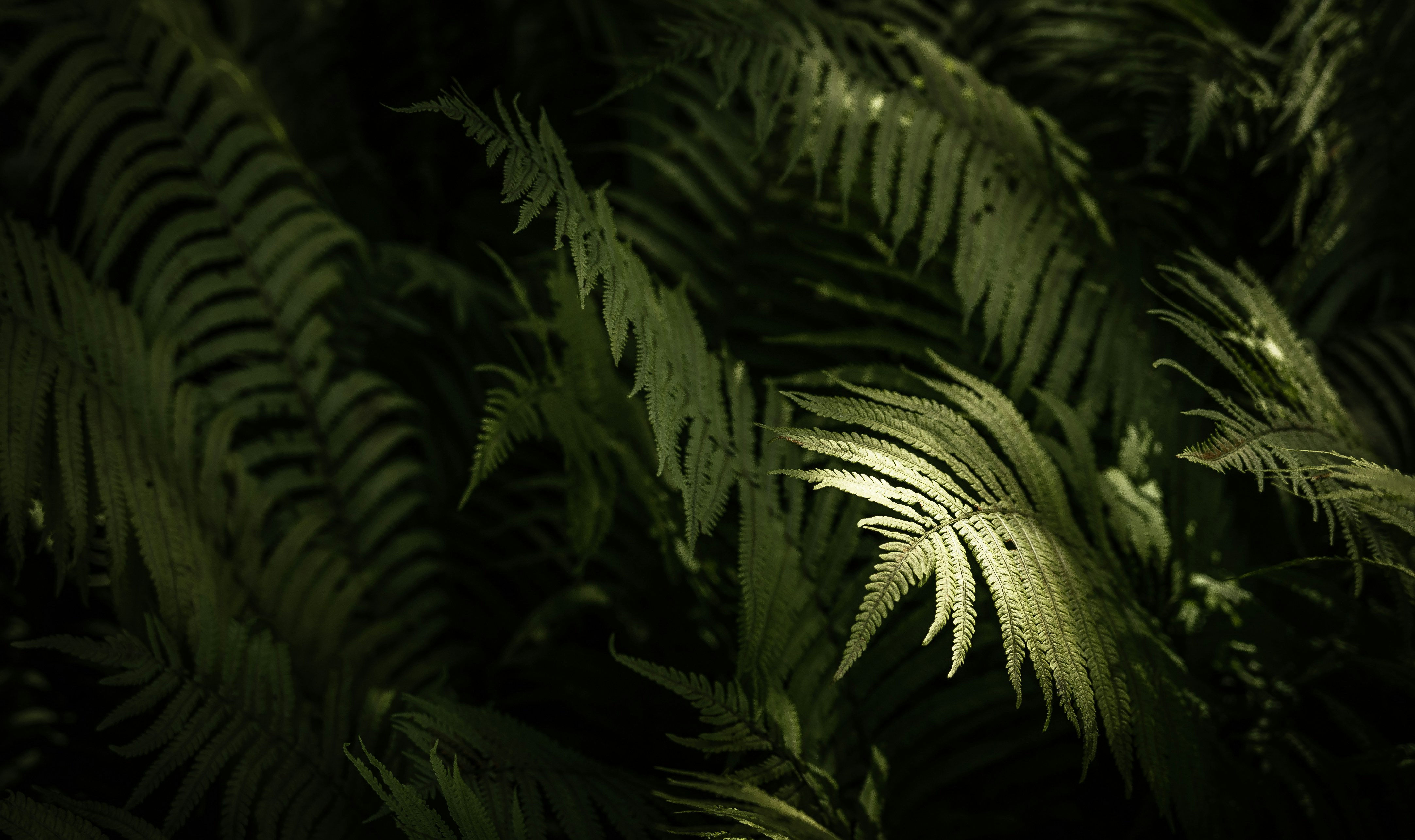 Photo by dermanuskript