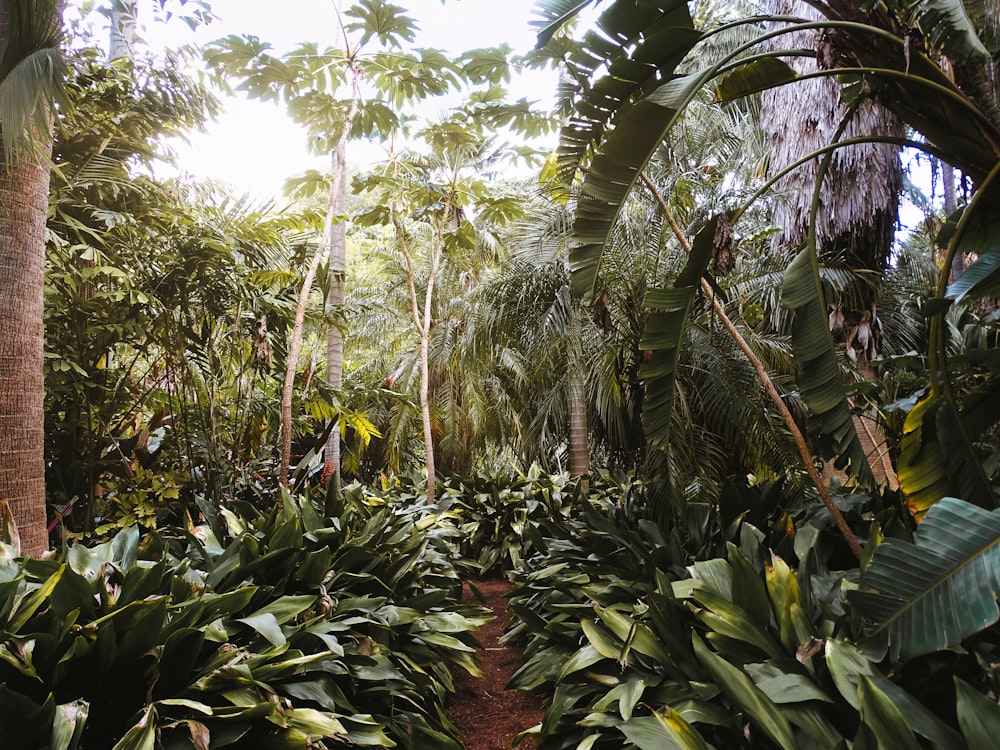 a tropical forest with palm trees