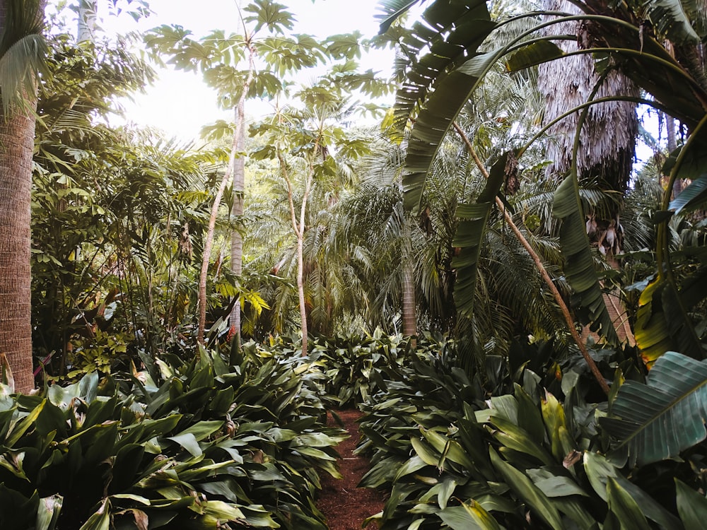 Ein tropischer Wald mit Palmen
