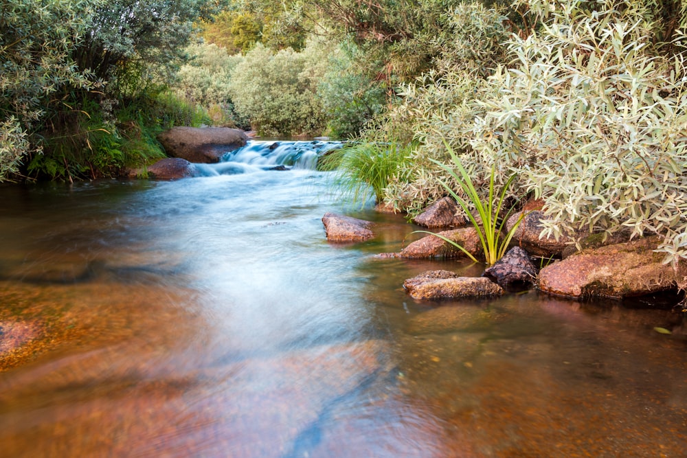 a stream with rocks and plants