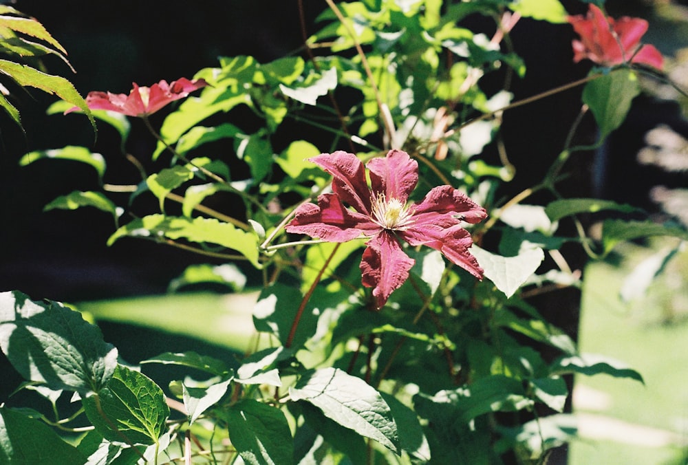 Un primer plano de una flor